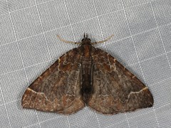 Eulithis flavibrunneata