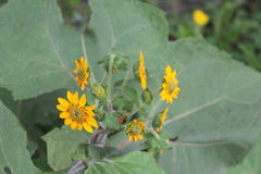 Smallanthus sonchifolius