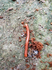 Trigoniulus corallinus