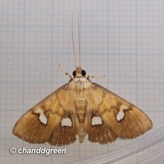 Nosophora semitritalis