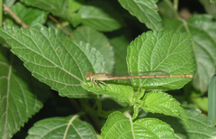 Ceriagrion glabrum
