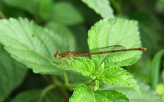 Ceriagrion glabrum