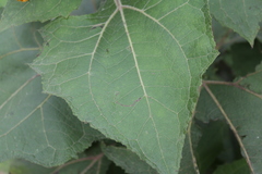 Smallanthus sonchifolius