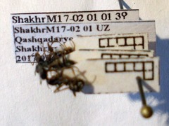 Alloformica aberrans