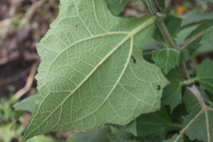 Smallanthus sonchifolius