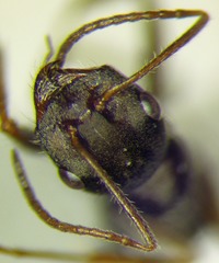 Alloformica aberrans