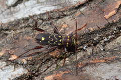 Cotyclytus curvatus