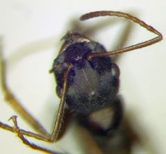 Alloformica aberrans