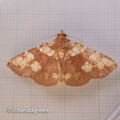Saroba pustulifera