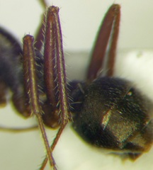 Alloformica aberrans