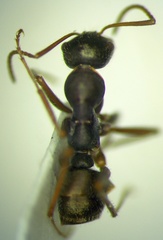Alloformica aberrans