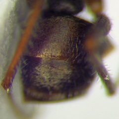 Alloformica aberrans