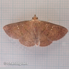 Sarobides inconclusa