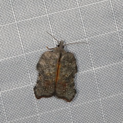 Acleris effractana