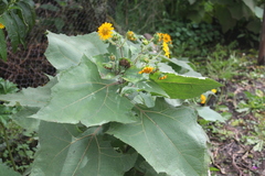 Smallanthus sonchifolius