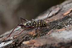 Cotyclytus curvatus