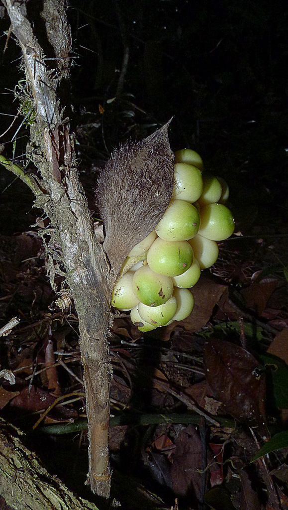 Bactris bahiensis