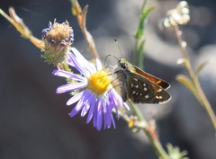 Hesperia woodgatei