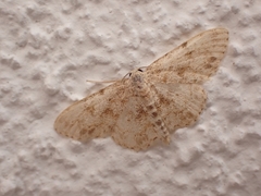 Scopula luridata