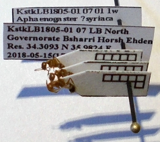 Aphaenogaster syriaca