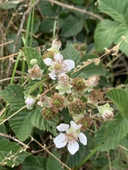Rubus affinis