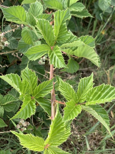 Rubus affinis, photograph 1