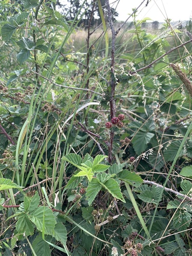 Rubus affinis, photograph 2