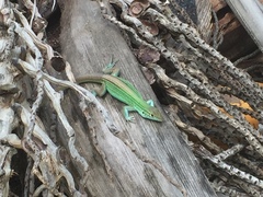 Cnemidophorus espeuti