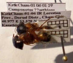 Camponotus aethiops
