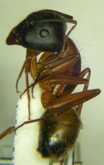 Camponotus aethiops
