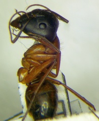 Camponotus aethiops