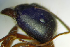 Camponotus aethiops