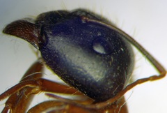 Camponotus aethiops