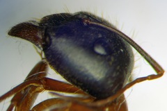 Camponotus aethiops