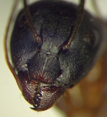 Camponotus aethiops