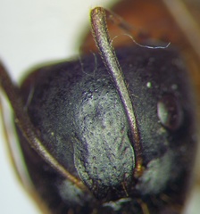 Camponotus aethiops
