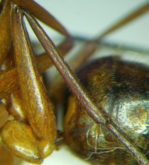Camponotus aethiops