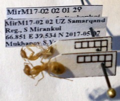 Camponotus fedtschenkoi