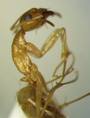 Camponotus fedtschenkoi