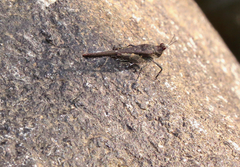 Eucriotettix flavopictus