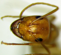 Camponotus fedtschenkoi