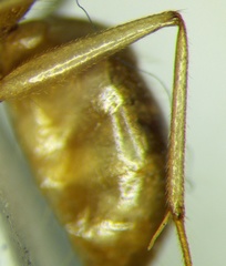 Camponotus fedtschenkoi
