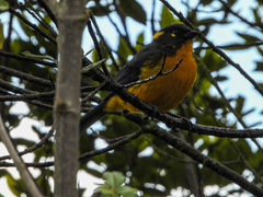 Anisognathus lacrymosus