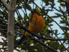 Anisognathus lacrymosus