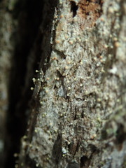 Sclerophora nivea