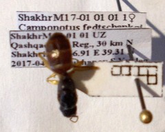Camponotus fedtschenkoi