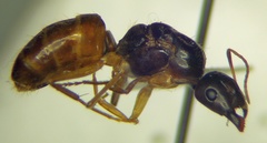 Camponotus fedtschenkoi