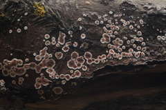 Cylindrobasidium evolvens