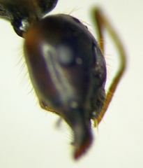 Camponotus fedtschenkoi