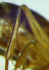 Camponotus fedtschenkoi